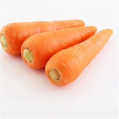 Talla M 10kgs/ctn pastanaga fresca